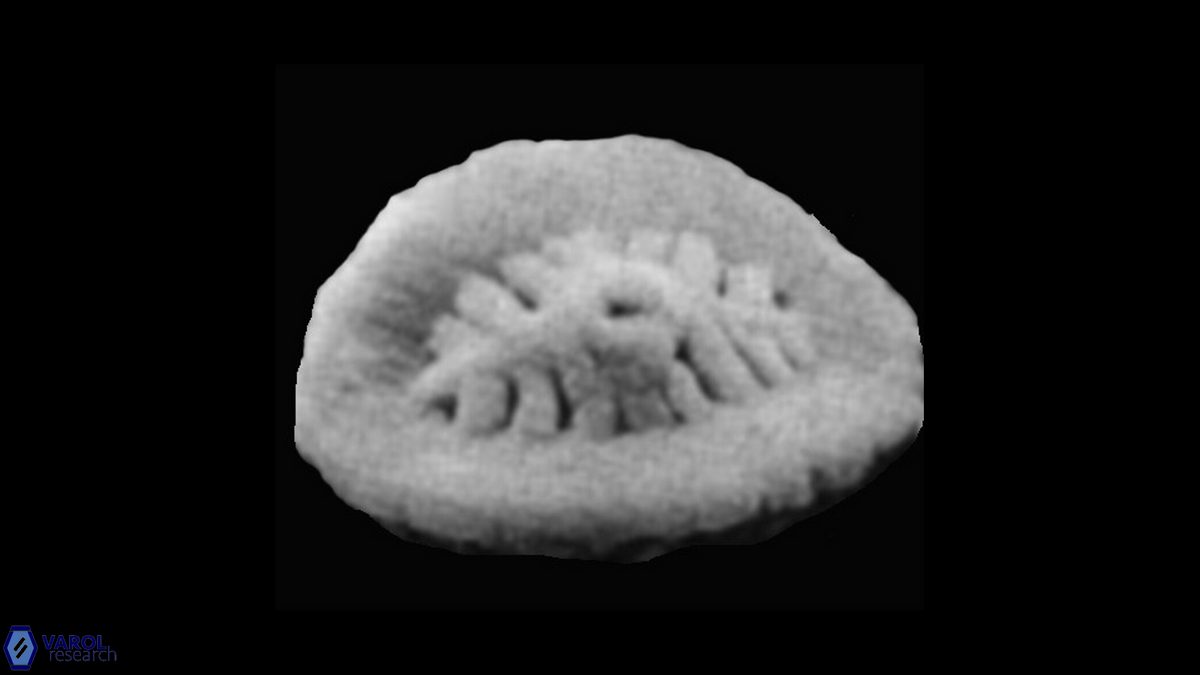 Polypodorhabdus sp 2 SEM Grun Zweili a