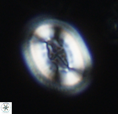Pollicenotas constrictus 10474