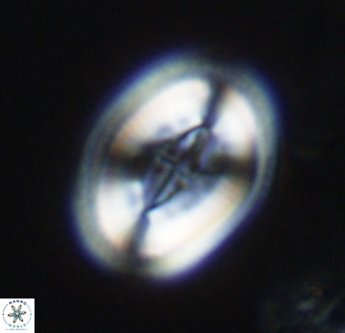 Pollicenotas constrictus 10479