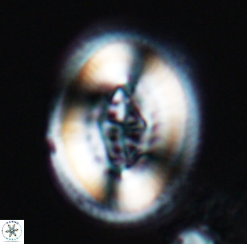 Pollicenotas constrictus 10296