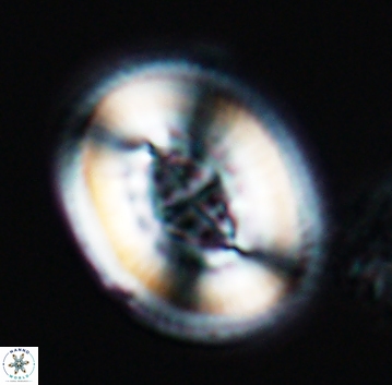 Pollicenotas constrictus 10298