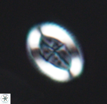 Pollicenotas furtivus 11795