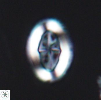 Pollicenotas furtivus 11799