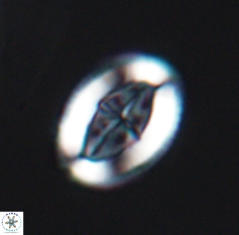 Pollicenotas furtivus 11801
