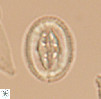 Pollicenotas furtivus 11803