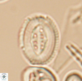 Pollicenotas furtivus 11848