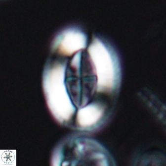 Pollicenotas furtivus 11849