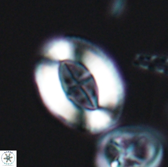 Pollicenotas furtivus 11852