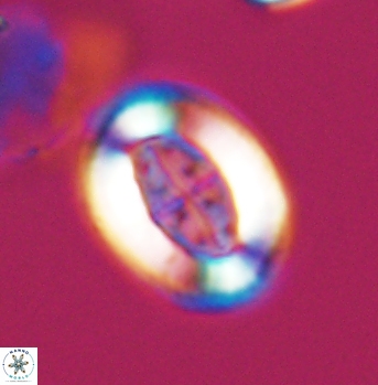 Pollicenotas furtivus 12001