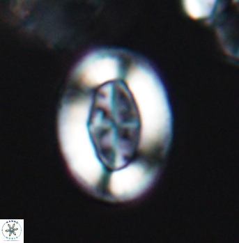 Pollicenotas furtivus 12003