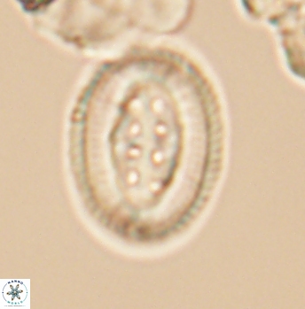 Pollicenotas furtivus 12006