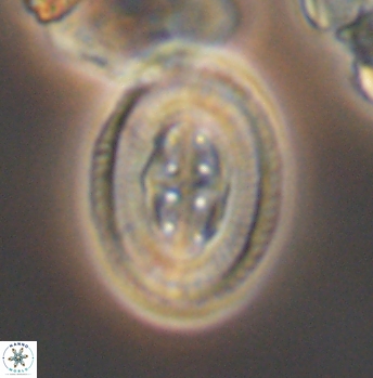 Pollicenotas furtivus 12007