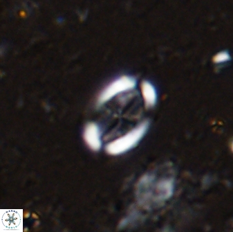 Pollicenotas minimus 35760
