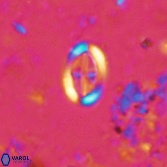 Pollicenotas minimus 35763