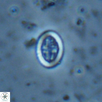 Pollicenotas minimus  36194