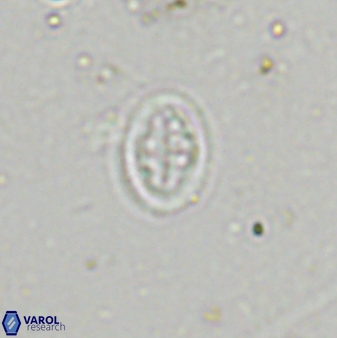 Pollicenotas minimus 36197