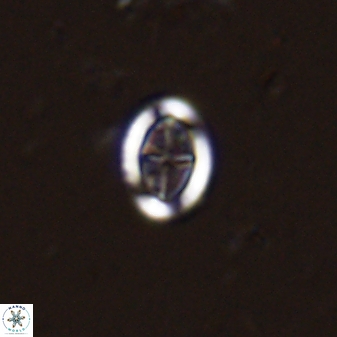 Pollicenotas minimus 36201