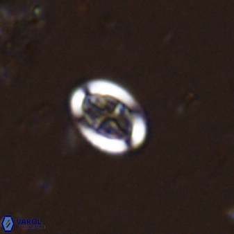 Pollicenotas minimus 36204