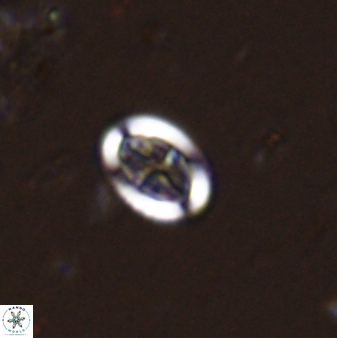 Pollicenotas minimus 36204
