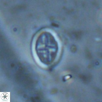 Pollicenotas minimus 37794