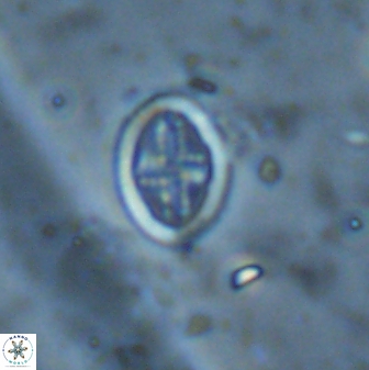 Pollicenotas minimus 37795