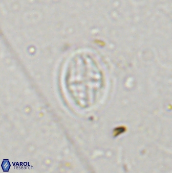 Pollicenotas minimus 37799