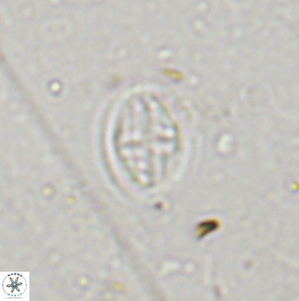 Pollicenotas minimus 37799