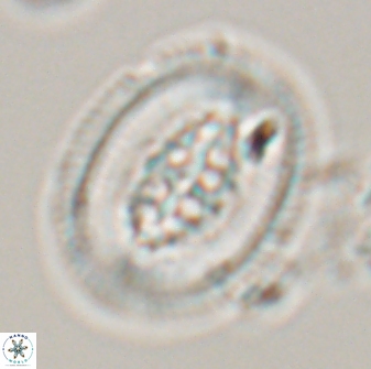 Pollicenotas parcus 16696