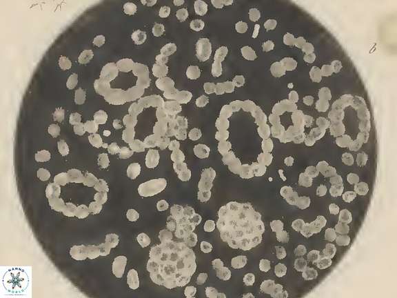 Pl 30 B