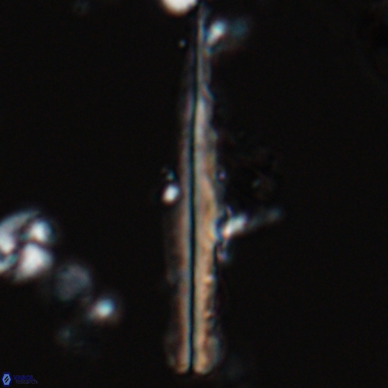 Pseudotriquetrorhabdulus inversus 25839