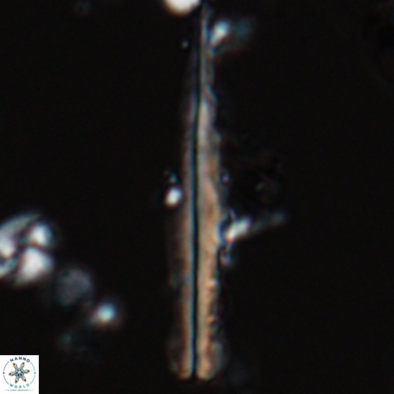 Pseudotriquetrorhabdulus inversus 25839