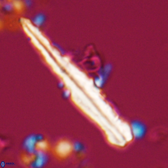 Pseudotriquetrorhabdulus inversus 25841