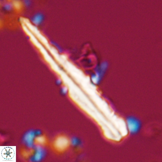 Pseudotriquetrorhabdulus inversus 25841