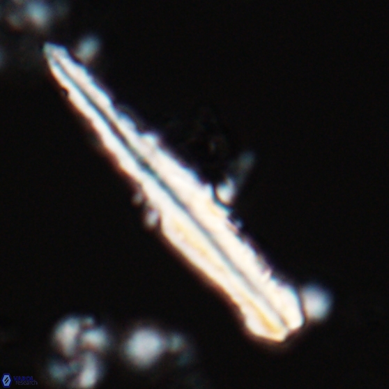 Pseudotriquetrorhabdulus inversus 25842
