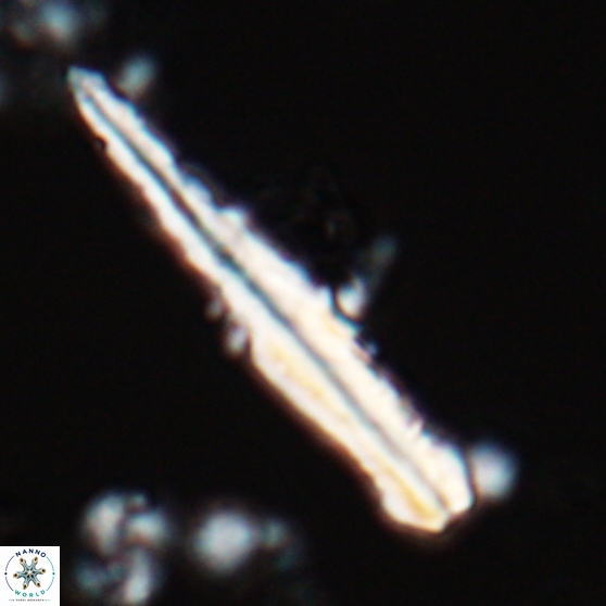 Pseudotriquetrorhabdulus inversus 25842