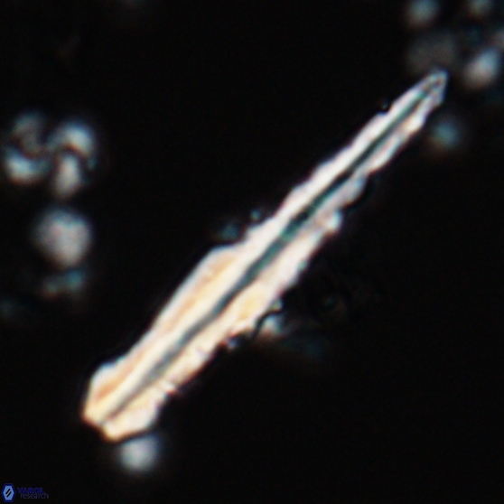 Pseudotriquetrorhabdulus inversus 25843