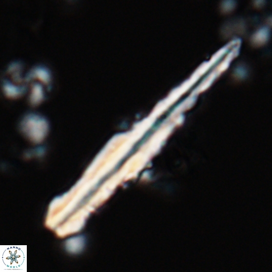 Pseudotriquetrorhabdulus inversus 25843