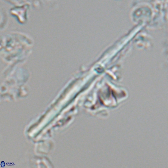 Pseudotriquetrorhabdulus inversus 25845