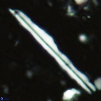 Pseudotriquetrorhabdulus inversus VR 02446