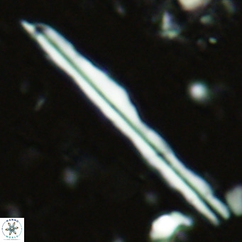 Pseudotriquetrorhabdulus inversus VR 02446