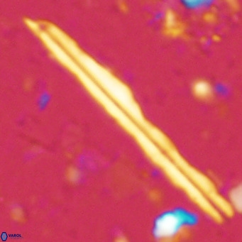 Pseudotriquetrorhabdulus inversus VR 02447