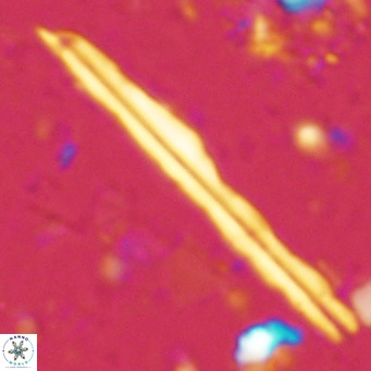 Pseudotriquetrorhabdulus inversus VR 02447