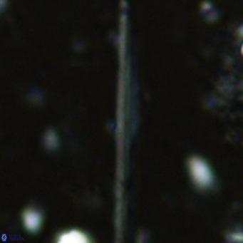 Pseudotriquetrorhabdulus inversus VR 02450