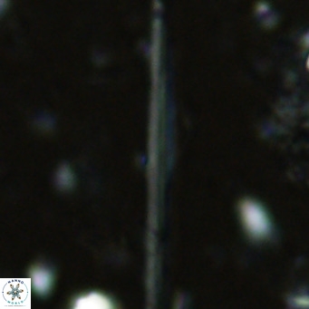 Pseudotriquetrorhabdulus inversus VR 02450