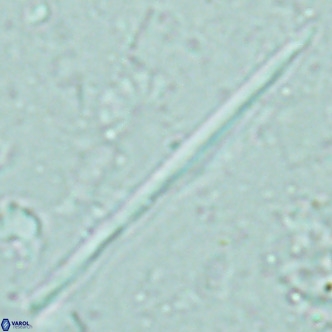 Pseudotriquetrorhabdulus inversus VR 02453