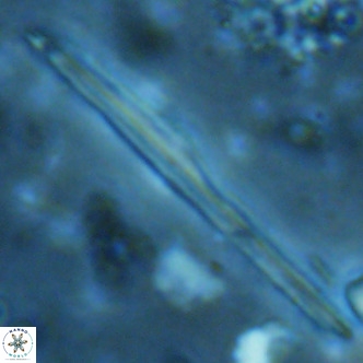 Pseudotriquetrorhabdulus inversus VR 02457