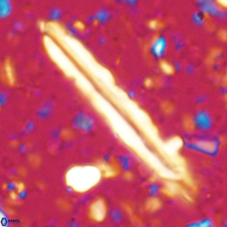 Pseudotriquetrorhabdulus inversus VR 025789