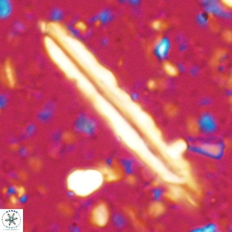 Pseudotriquetrorhabdulus inversus VR 025789