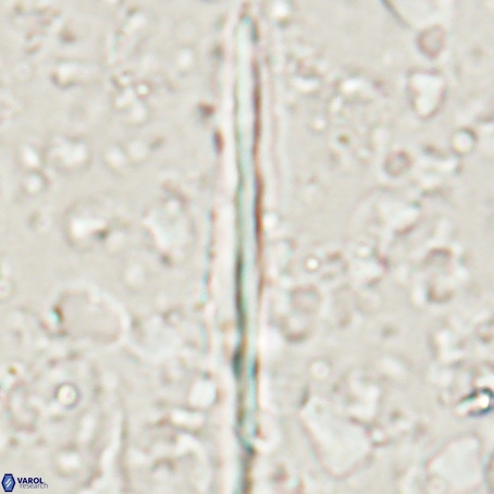 Pseudotriquetrorhabdulus inversus VR 025795