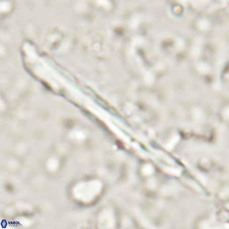 Pseudotriquetrorhabdulus inversus VR 025798